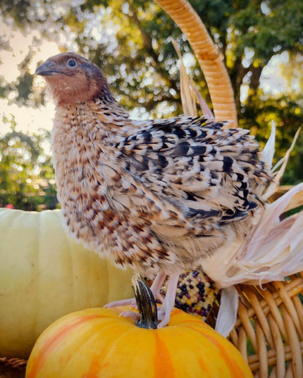 Jumbo Mix- Whites, Wild, Pearl, Pansy and Egyptian Hatching Eggs