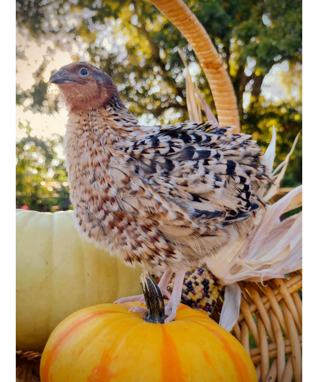 Homesteader Meat Maker hatching eggs