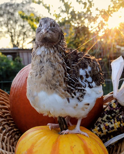 Hens Choice Special hatching eggs