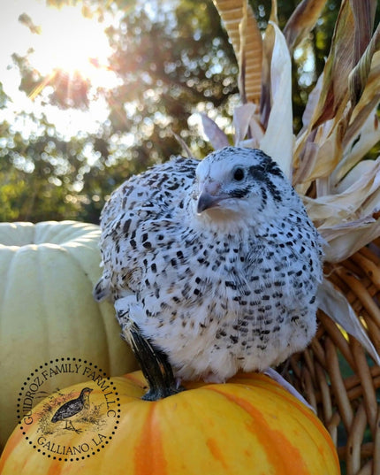 The Fee  Collection Hatching Eggs