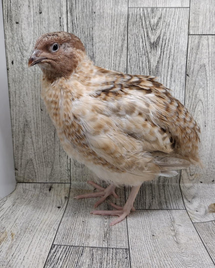 A fun mix of everything hatching eggs