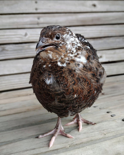 Hens Choice Special hatching eggs