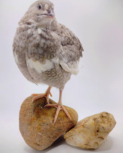 Shades of Gray Collection Hatching Eggs