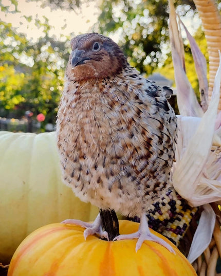 American Pansy hatching eggs