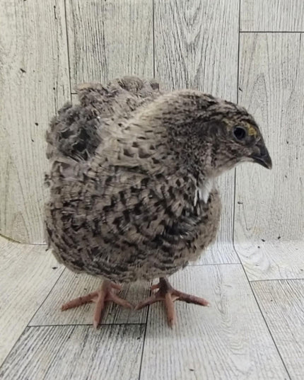 A fun mix of everything hatching eggs