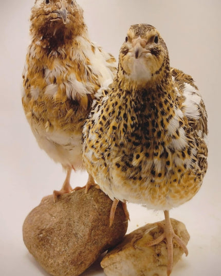 A fun mix of everything hatching eggs