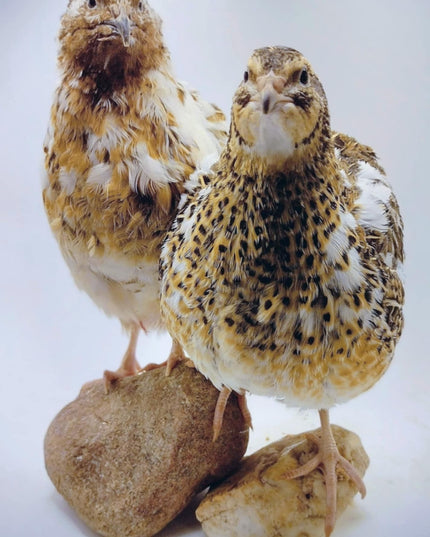 Feather Sexable Jumbo Mix- Wild, Italian and Egyptian Hatching Eggs