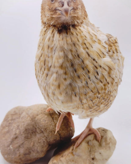 Roux Pansy hatching eggs