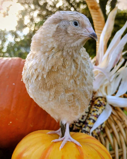 A fun mix of everything hatching eggs