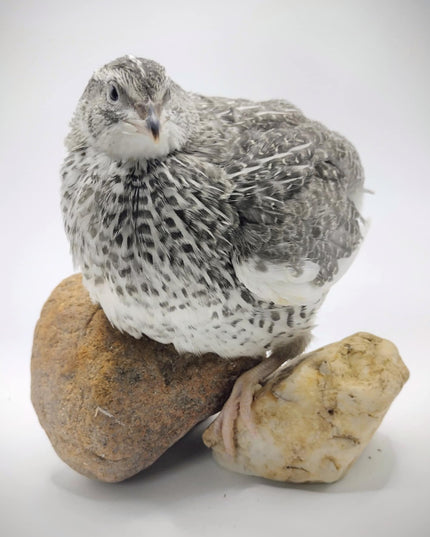 Shades of Gray Collection Hatching Eggs