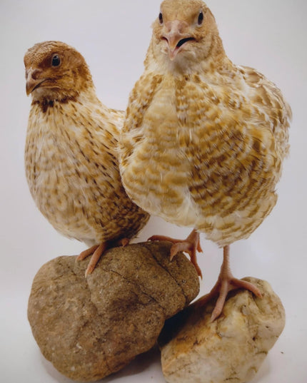 Feather Sexable Jumbo Mix- Wild, Italian and Egyptian Hatching Eggs