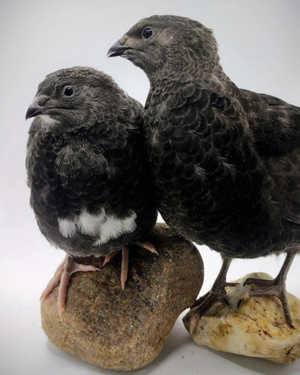 Black and Banded Black Coturnix Hatching Eggs