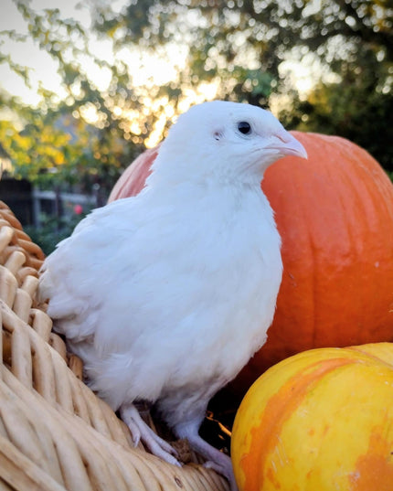 Jumbo Mix- Whites, Wild, Pearl, Pansy and Egyptian Hatching Eggs