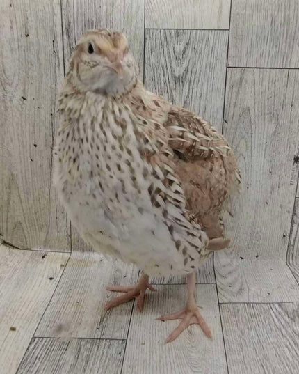 Egyptian Fee hatching eggs