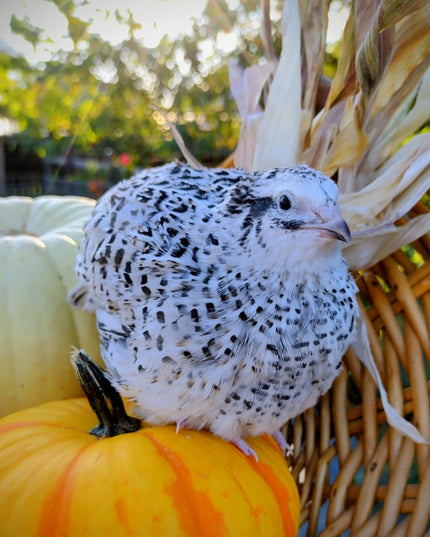 Jumbo Mix- Whites, Wild, Pearl, Pansy and Egyptian Hatching Eggs