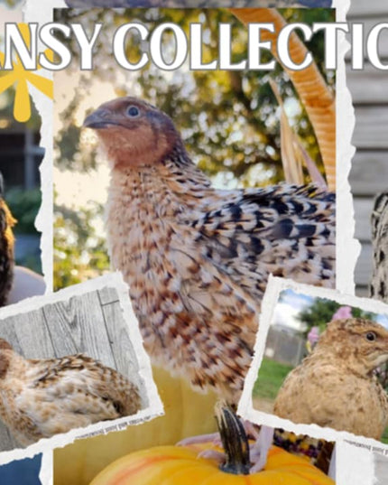 Pansy Collection Hatching Eggs