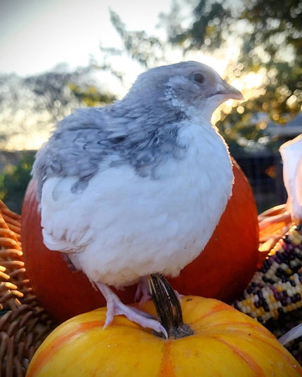 Shades of Gray Collection Hatching Eggs