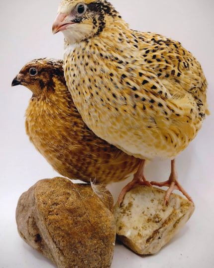 Feather Sexable Jumbo Mix- Wild, Italian and Egyptian Hatching Eggs