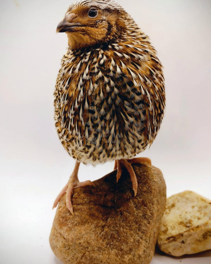 Hens Choice Special hatching eggs