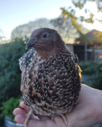 A fun mix of everything hatching eggs