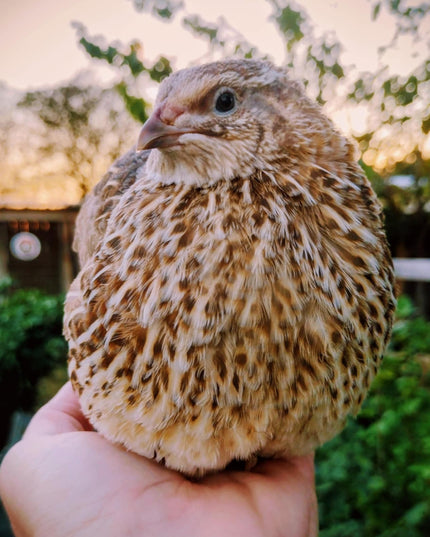 Feather Sexable Jumbo Mix- Wild, Italian and Egyptian Hatching Eggs
