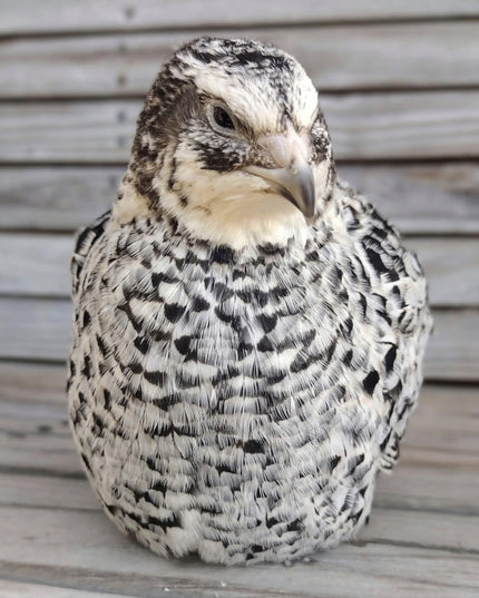 Pansy Fee hatching eggs