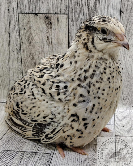 Jumbo Mix- Whites, Wild, Pearl, Pansy and Egyptian Hatching Eggs