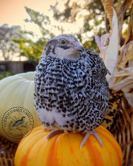 Hens Choice Special hatching eggs