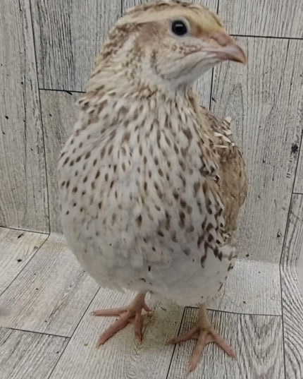 Egyptian Fee hatching eggs