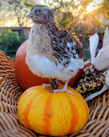 A fun mix of everything hatching eggs