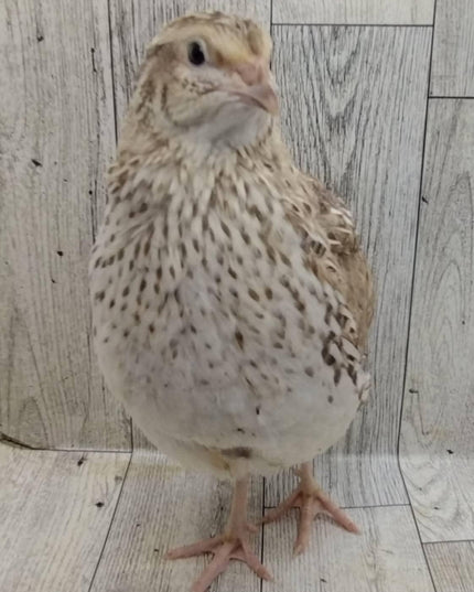 Hens Choice Special hatching eggs