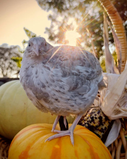 A fun mix of everything hatching eggs