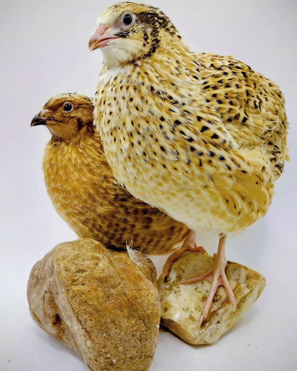 A fun mix of everything hatching eggs