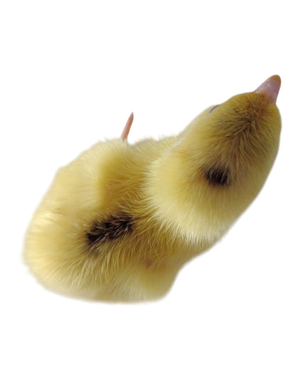 White Celadons hatching eggs