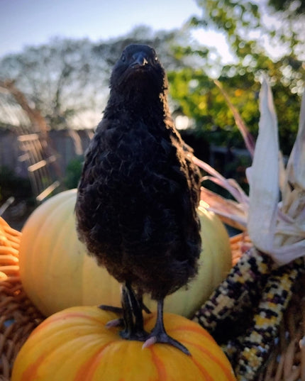 Black and Banded Black Coturnix Hatching Eggs