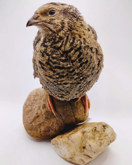 A fun mix of everything hatching eggs