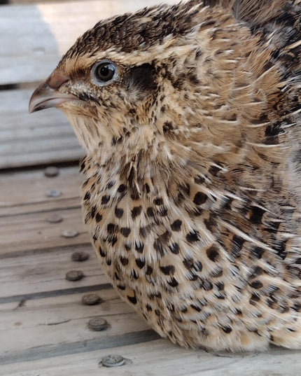 A fun mix of everything hatching eggs