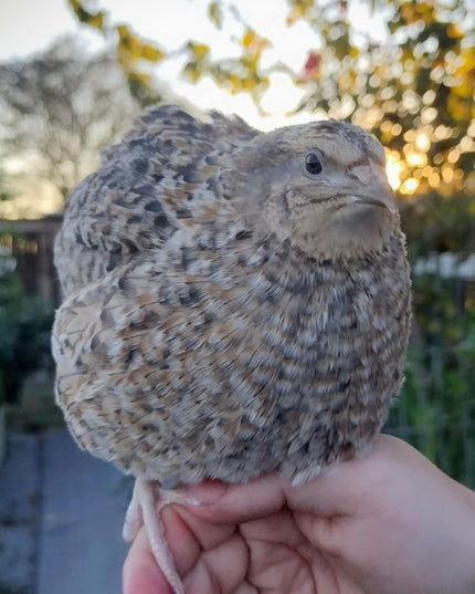 Shades of Gray Collection Hatching Eggs