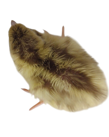 Egyptian Fee hatching eggs