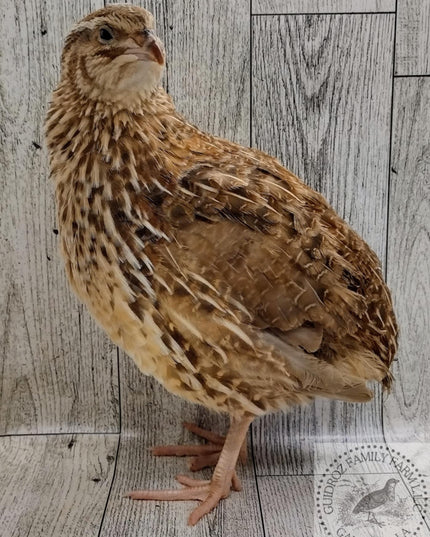 Feather Sexable Jumbo Mix- Wild, Italian and Egyptian Hatching Eggs
