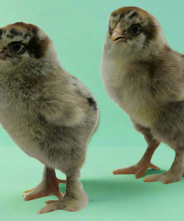 Dark Brahma Pullets 4.5 Mo Old