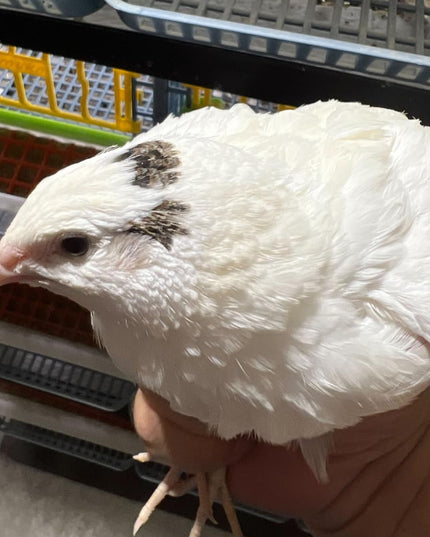 Jumbo White Coturnix Hatching Eggs - (Online Only)