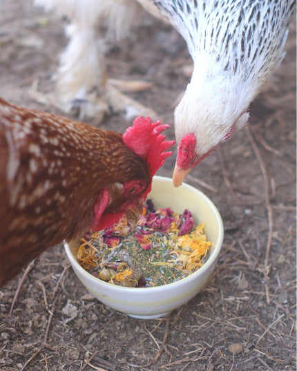 Best Eggs Ever! Nesting Herbs (Chamomile, Roses, Lavender, Cornflowers, & Calendula) For Pet Chickens