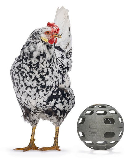 Chicken Snack Ball – 100% Recycled, Foraging & Play Feeder