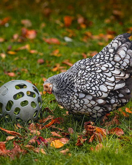 Chicken Snack Ball – 100% Recycled, Foraging & Play Feeder