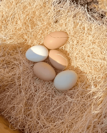 Chicken Nesting Pads
