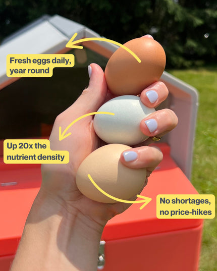 The Smart Coop + Base (+ Free Chicks! 🐣)