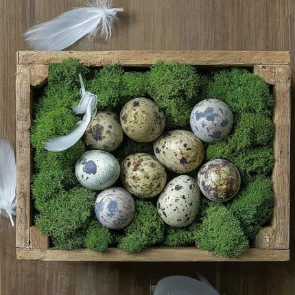 Coturnix Quail Fertile Hatching Eggs, 12 Count