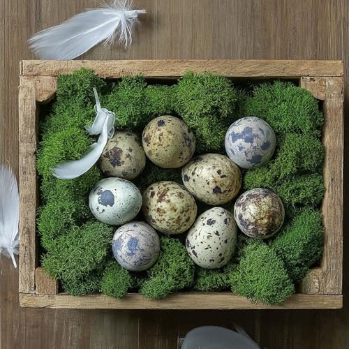 Coturnix Quail Fertile Hatching Eggs, 12 Count