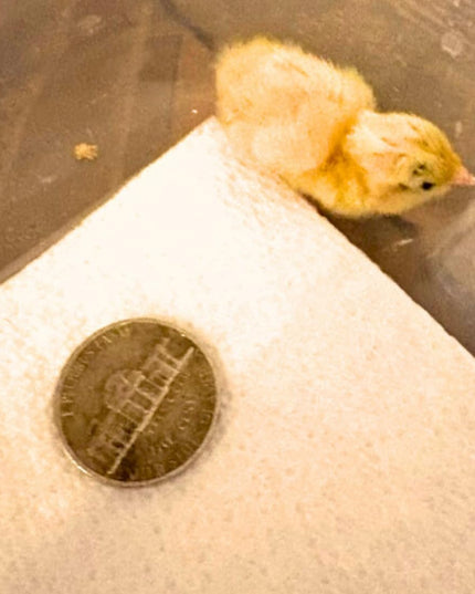 Button Quail Eggs for Hatching - Chinese and King Button Quail, Silver, Dark V, Hens Choice Mix